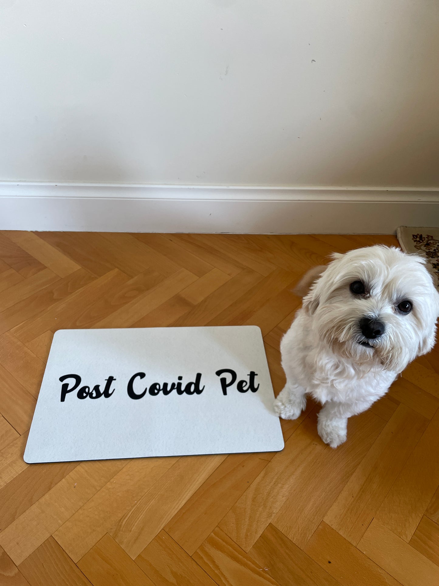 Food Here - Pet Feeding Mat